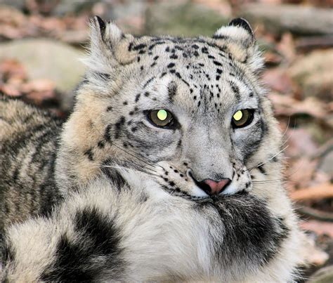 A Los Leopardos De Las Nieves Les Encanta Mordisquear Sus Colas Esponjosas