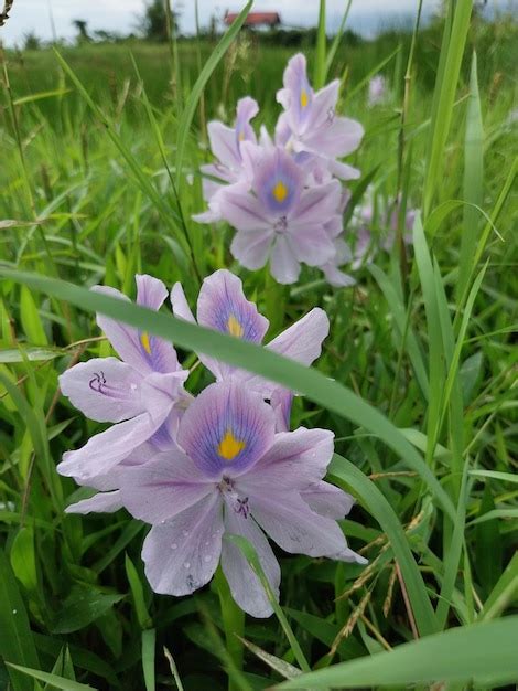 Premium Photo Water Hyacinth Eichhornia Crassipes Has Very Beautiful