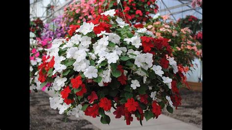 БАЛЬЗАМИН ИМПАТИЕНС. РАССАДА ПОСЛЕ ПИКИРОВКИ. СЕЗОН 2019 - YouTube