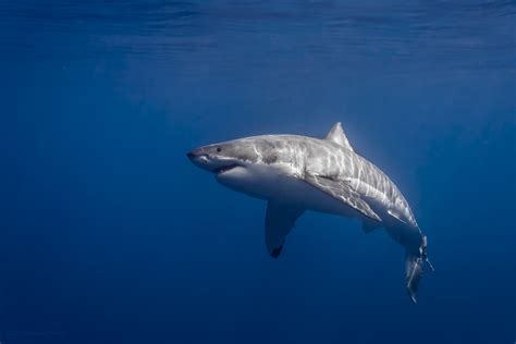 Close-up shark photos aim to break ‘Jaws’ stereotype | Flickr Blog