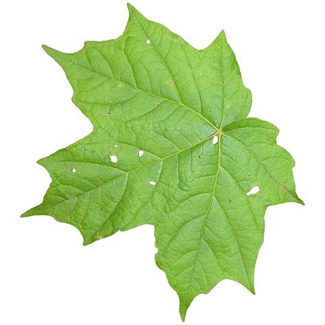 Plant Textures Leaf02png Plant Textures Leaf02png