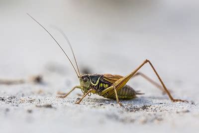 Cricket Control & Extermination Service | Las Vegas, NV