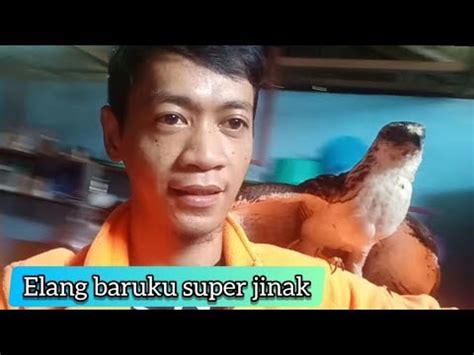 Burung Elang Super Jinak Youtube