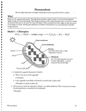 Key Pogil Cellular Respiration Studocu