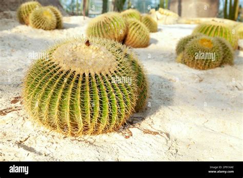 Golden Barrel Cactus On The Sandy Land In A Garden Group Of