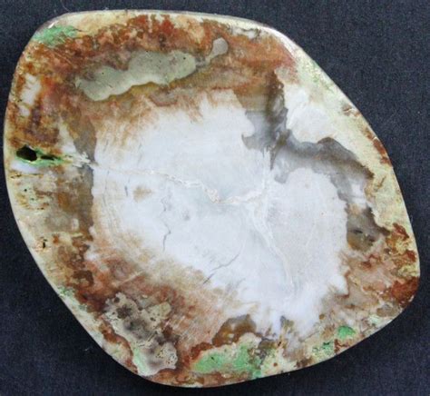 5200 Cts Petrified Wood Sliced Polished Face Petrified Wood Fossil