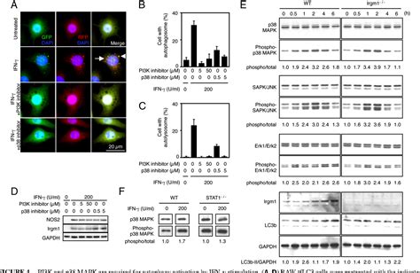 Figure 1 From P 38 MAPK Signaling Pathway Elicits Macrophage Autophagy