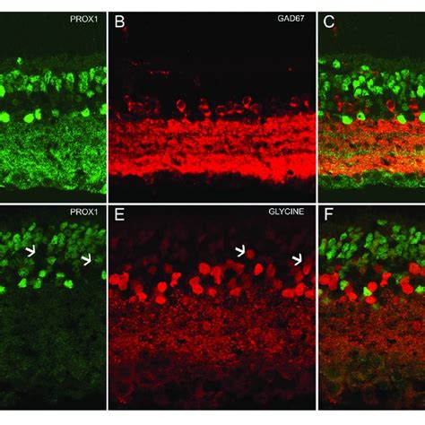 Prox1 GAD 67 And Glycine Immunoreactivity In The Mouse Retina A