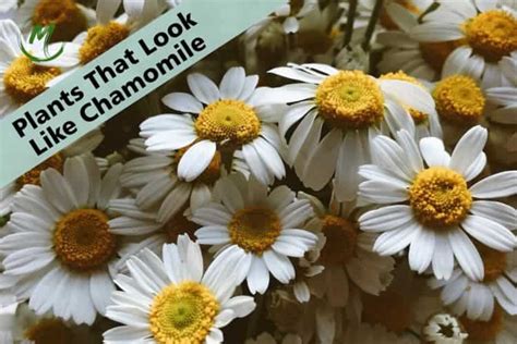 Chamomile Vs Daisy Plants That Look Like Chamomile