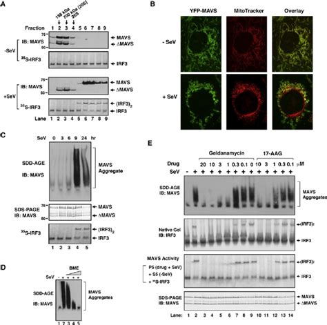 Viral Infection Induces The Formation Of Large Mavs Particles That