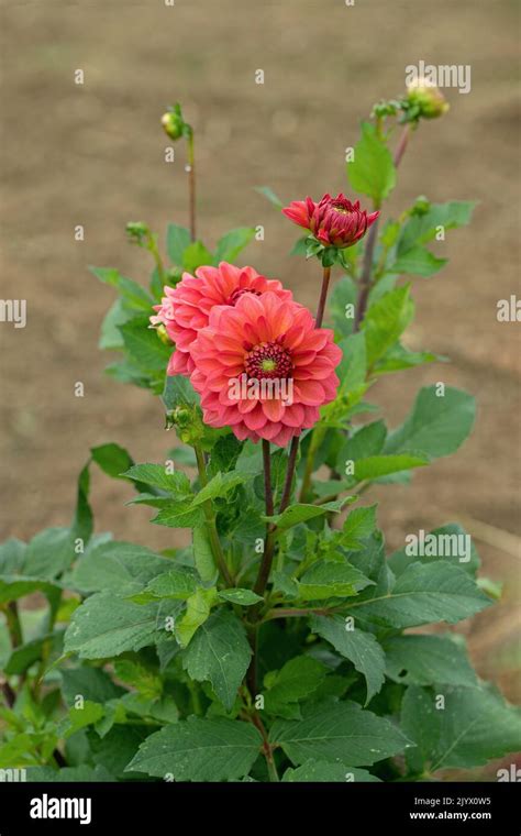 Dahlia Blossom In A Dusky Pink Color Tone Stock Photo Alamy