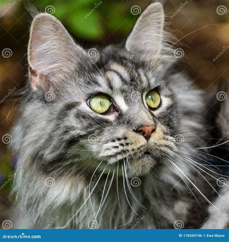 Maine Coon Cat Portrait Stock Photo Image Of Closeup