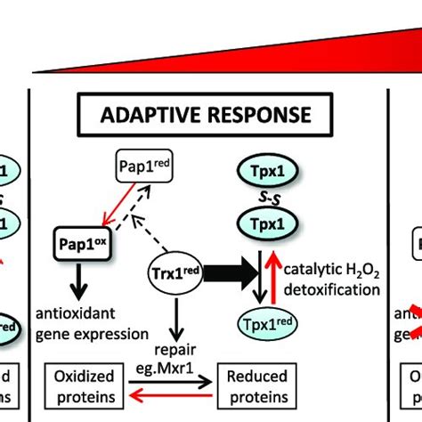 The Thioredoxin Peroxidase Activity Of Eukaryotic Typical Cys Prx