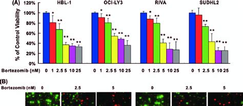 Bortezomib Treatment Inhibits Cell Viability And Induces Cell Death In