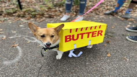 Canines in Costumes! | WFUV