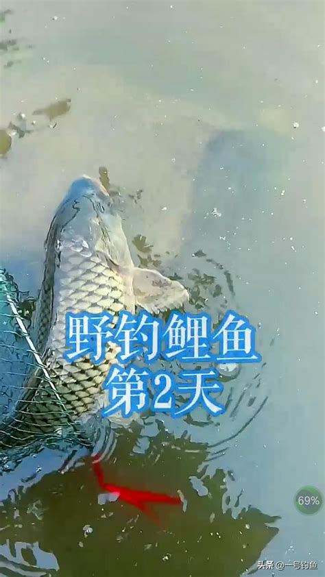 春季野釣鯉魚也能連竿爆護？釣魚老司機都收藏了！ 每日頭條