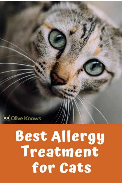 Best Allergy Treatment for Cats - OliveKnows