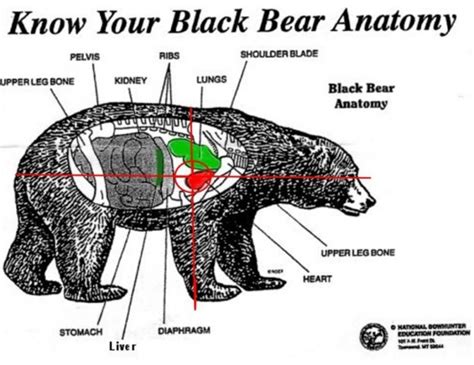 Black Bear Shot Placement Diagram