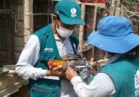 Senasa Proyecta Vacunar A 8 Mil Aves De Crianza Familiar En Huaral