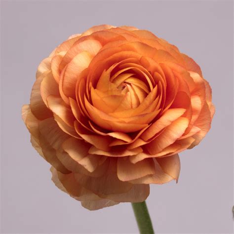 Ranunculus Coral 3750 Portland Wholesale Florist Wholesale