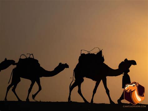 Economic Benefits of Camel Domestication: A Comprehensive Guide