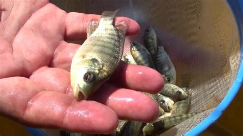 Semanario Laguna Siembran Mil Alevines De Tilapia En El Lago De