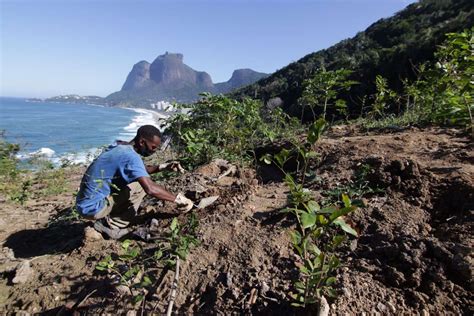 Programa De Reflorestamento Do Rio Faz Anos Desafio Ampliar