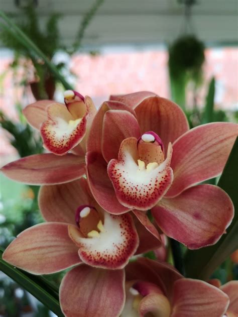 Cymbidium Hybride