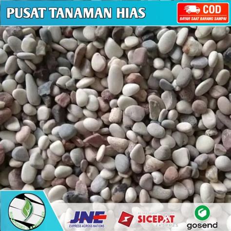 Bisa Cod Batu Hias Pancawarna Koral Putih Kg Untuk Hiasan Pot