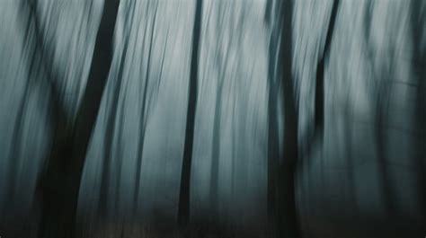 ethereal forest blur image forest fog blur   stockcake