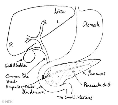 Anatomy of the Liver