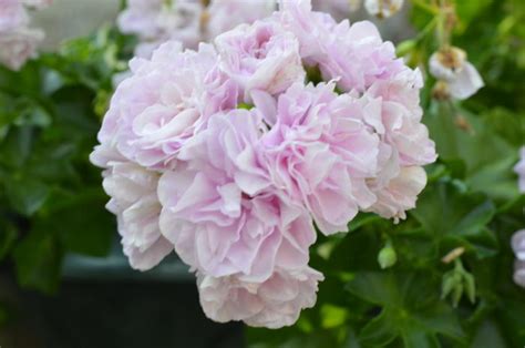 Geranium - Pelargonium 'Jacky Gauld'