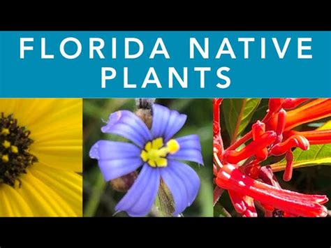 Florida Native Plants Identification Best Sale | forodelasartes.uchile.cl