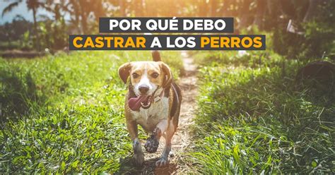 Por Qué Es Recomendable Castrar A Los Perros Infobae