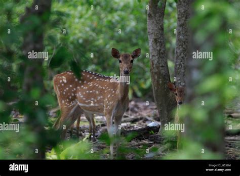 Spotted Deer In The Sundarbans Wildlife Sanctuary A Unesco World