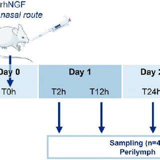 Biodistribution Study Scheme Schematic Representation Of The