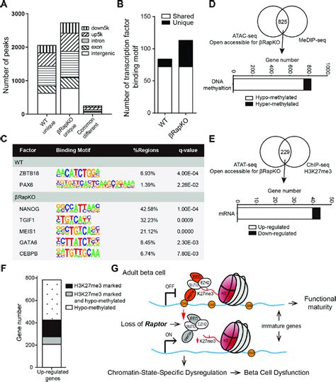 Integration Of Atac Seq Data With Dna Methylation And H3k27me3 A