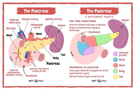 Pancreas Anatomy Uncinate