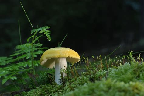 11 Common Mushrooms In Arkansas Edible And Poisonous Star Mushroom Farms