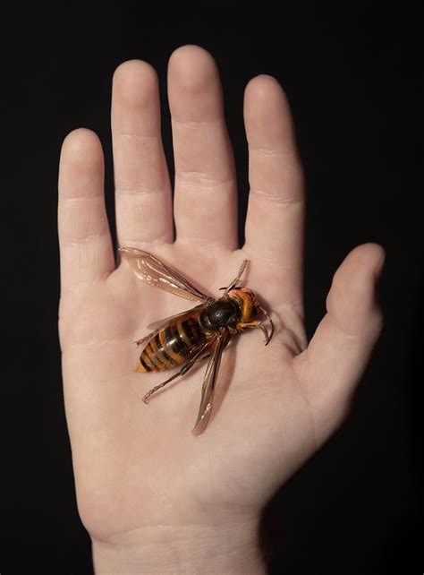 Giant Chinese Hornet Size