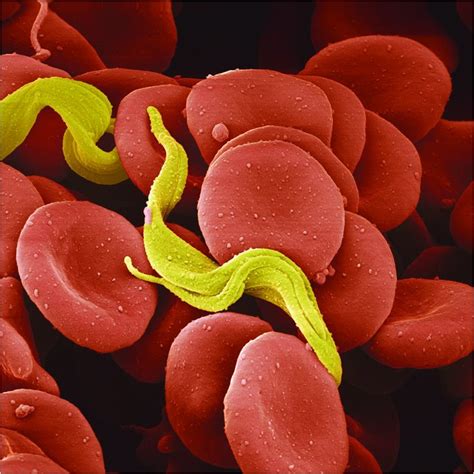 Trypanosoma Under Microscope