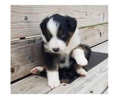 English Shepherd puppy for sale Eugene - Puppies for Sale Near Me