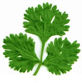 Coentro Em Inglês - Panela ao lume: Benefícios dos Coentros (Inglês = coriander)