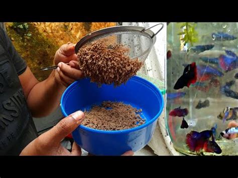 Aprende A Preparar Alimento Casero Para Bettas Acuario Fm Peces