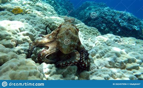 Big Blue Octopus (Octopus Cyanea).the Cyanea Octopus, Also Known As the ...