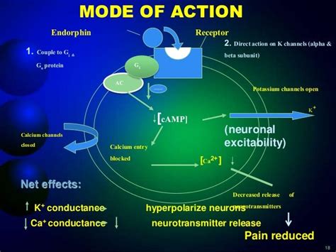 presentation on Endorphin hormone