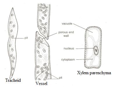 Xylem Vessel Diagram