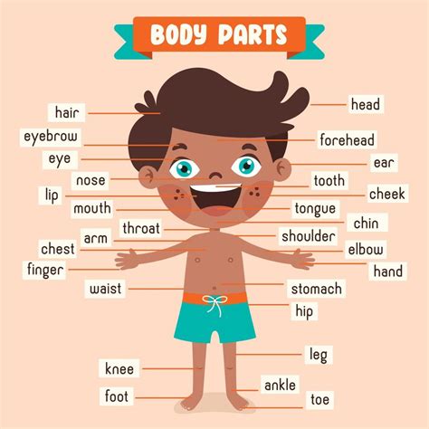 parts  human body drawing infoupdateorg
