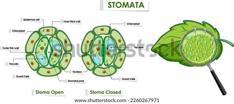 Opening Closing Stomata Illustration Stock Vector (Royalty Free) 2260267971 | Shutterstock