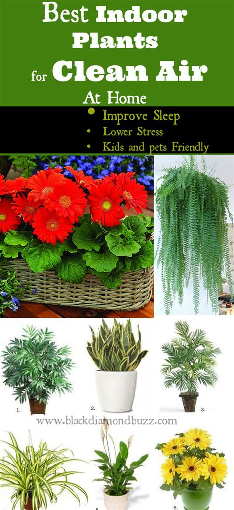 7 Best Air Cleaning Plants For Home Garden And Indoor Air Purification